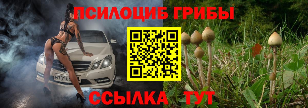 Псилоцибиновые грибы Cubensis Тайшет